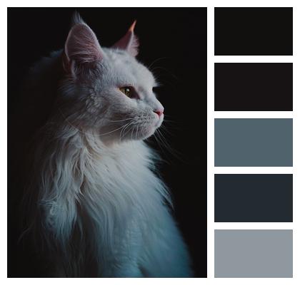 Maine Coon White Cat Cat Image